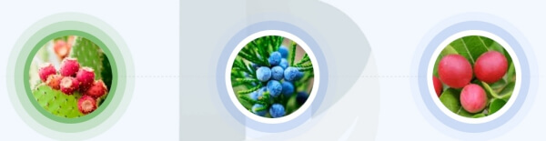 Diabetover Forte - jakie składniki zawierają kapsułki?